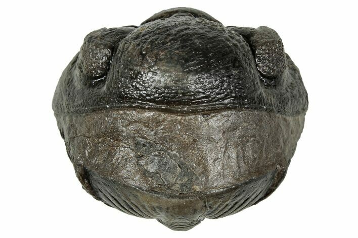Wide, Enrolled Pedinopariops Trilobite - Excellent Eyes #347750